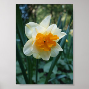 Poster Daffodil Flower