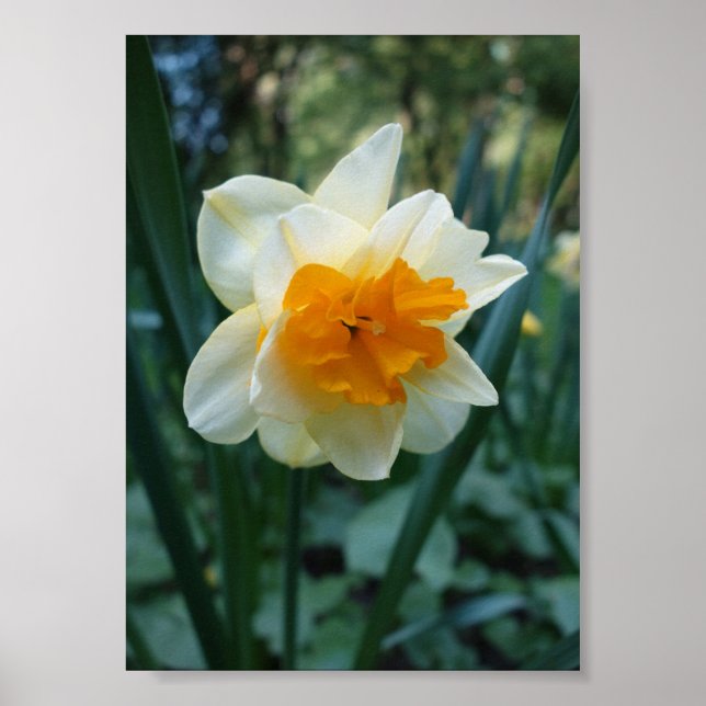 Poster Daffodil Flower (Frente)