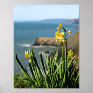 Pôster Daffodil Flowers na Costa do Pacífico, retrato 1 