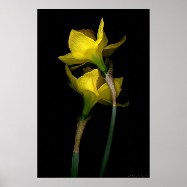 Poster Daffodil I (Frente)
