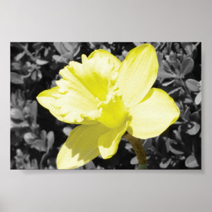 Pôster Daffodil na flor