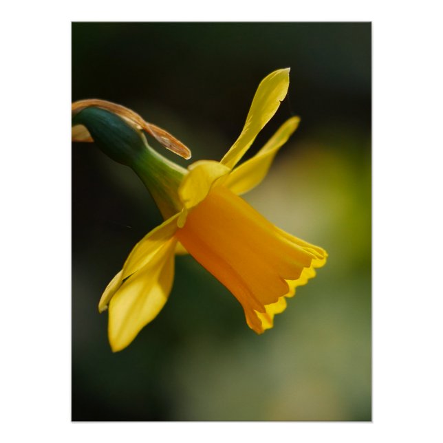 Pôster Daffodil Poster (Frente)