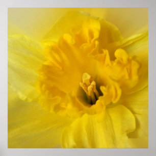 Pôster daffodilo amarelo