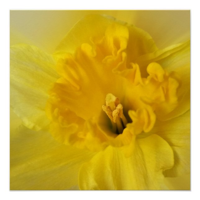 Pôster daffodilo amarelo (Frente)