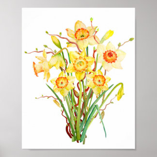 Pôster Daffodilo de primavera de aquarelas