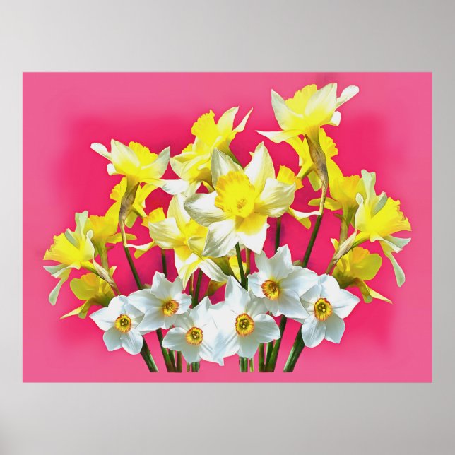 Poster Daffodilos Amarelos E Narcissi Branco Viva Magenta (Frente)