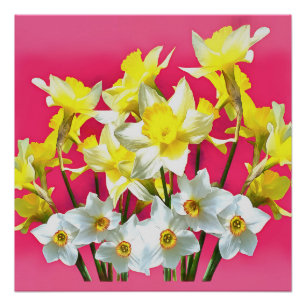 Pôster Daffodilos Amarelos E Narcissi Branco Viva Magenta