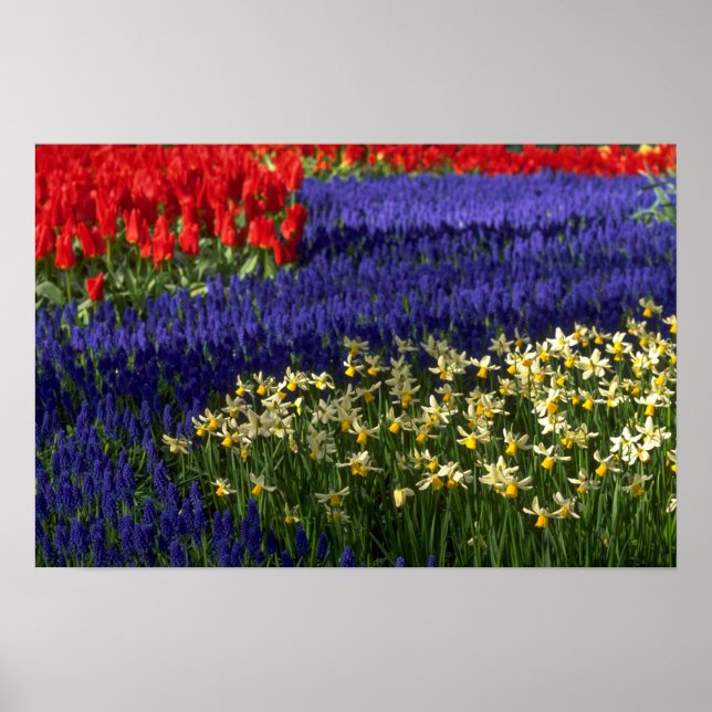 Pôster Daffodilos, hiacintos e tulipas (Frente)