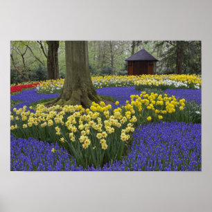 Poster Daffodilos, jacinto de uva e jardim de tulipas,