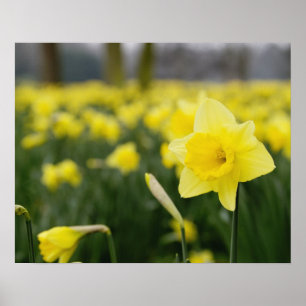 Pôster Daffodilos (RF)