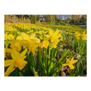 Pôster Daffodils