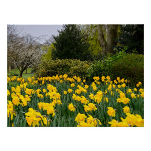 Pôster Daffodils