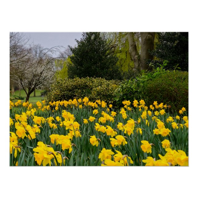 Pôster Daffodils (Frente)