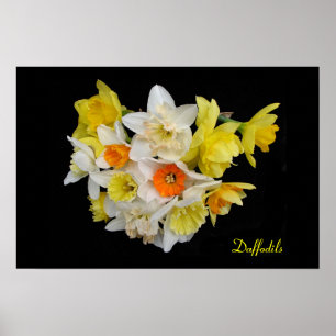 Poster Daffodils