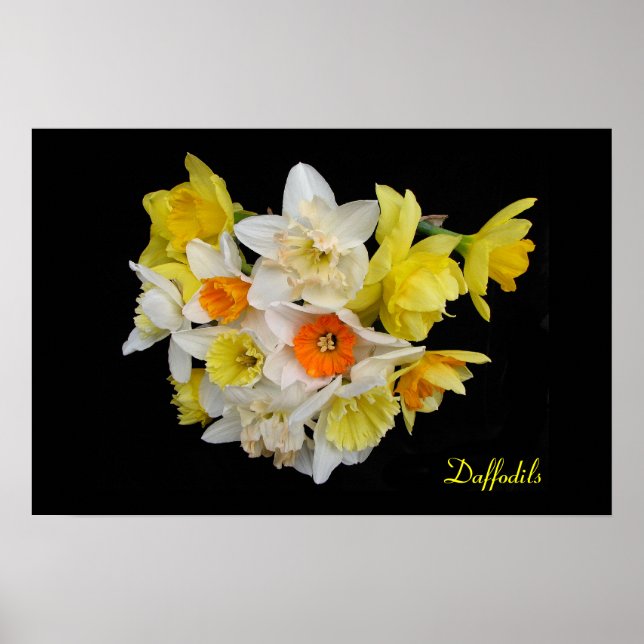 Poster Daffodils (Frente)