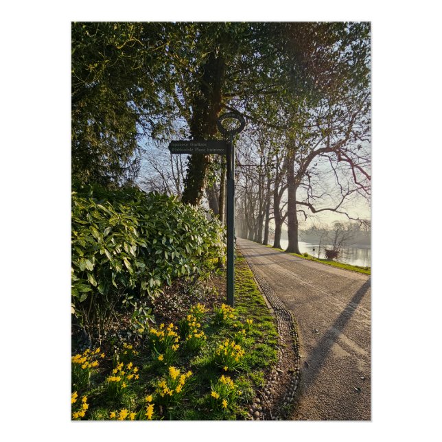 Pôster Daffodils (Frente)