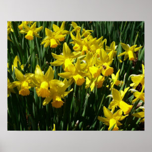 Poster Daffodils Amarelos I Flores De Mola Cheery