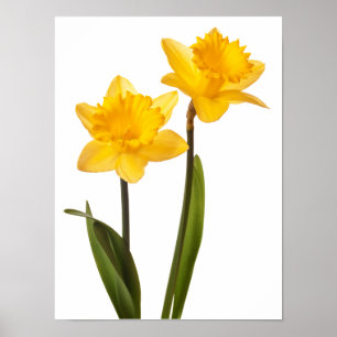 Pôster Daffodils amarelos no branco - vazio da flor do