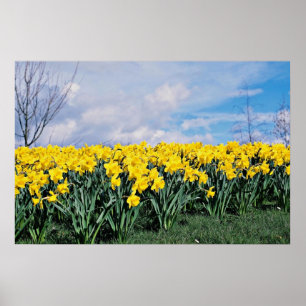 Poster Daffodils do primavera, Shrewsbury, Shropshire,