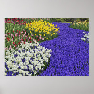 Pôster Daffodils e Hyacinth de Uva, Keukenhof 2