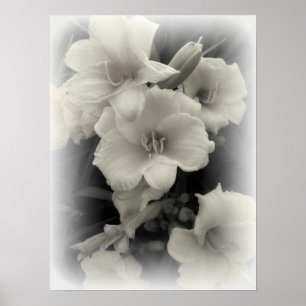POSTER DAFFODILS EMERGENTES