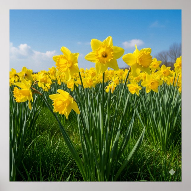 Poster Daffodils in Bloom (Frente)