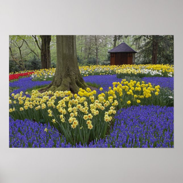 Poster Daffodils, jacinto de uva e jardim de tulipas, (Frente)