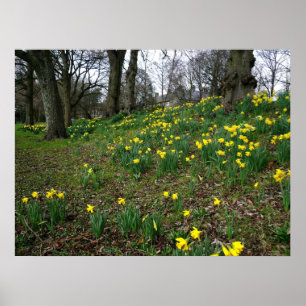 Poster Daffodils. Jardins de Sophia, Cardiff, Wales.