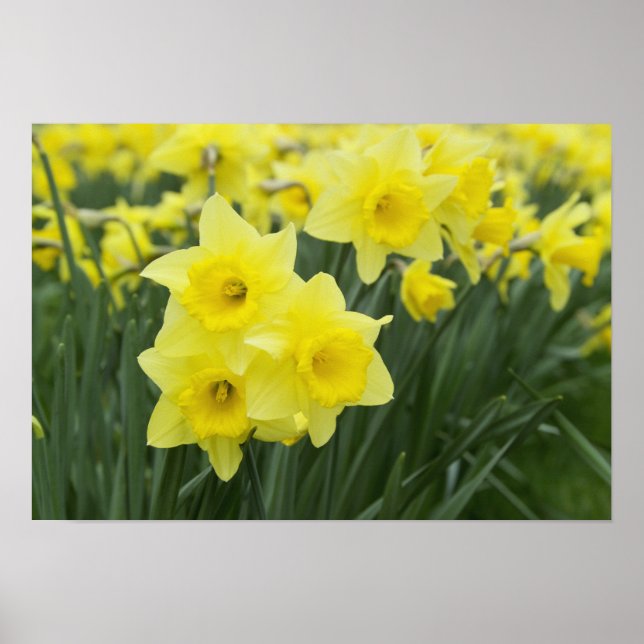 Poster Daffodils RF) (Frente)
