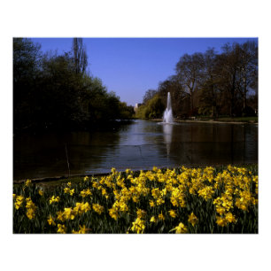 Pôster Daffodils Rua James's Park London