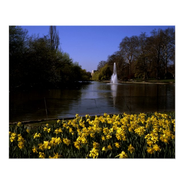 Pôster Daffodils Rua James's Park London (Frente)