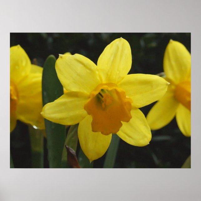 Pôster Daffy (Frente)