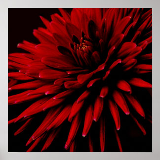 Poster dahlia