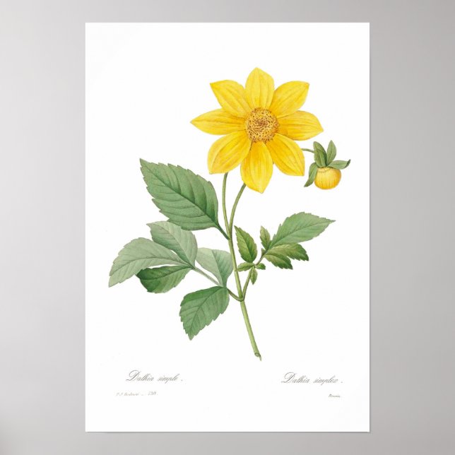 Pôster Dahlia (Frente)