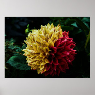 Pôster Dahlia