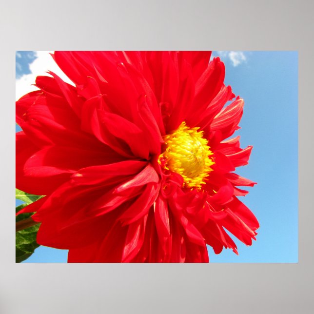 Pôster dahlia (Frente)