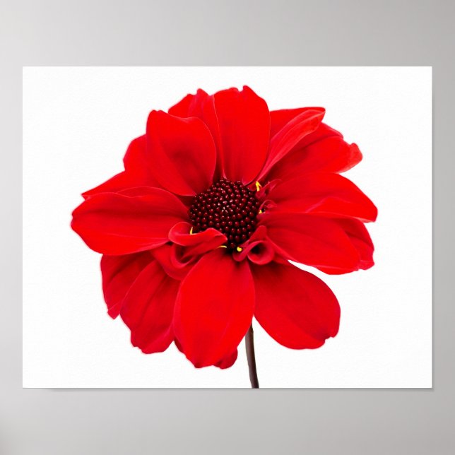 Poster Dahlia Bishop Red (Frente)