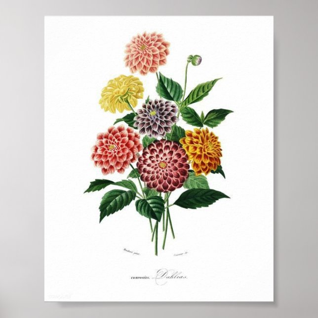 Poster Dahlia Botânica Ilustração Vintage Wall Art (Frente)