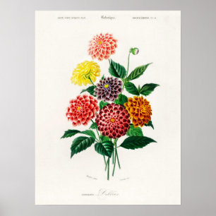 Poster Dahlia Charles Dessalines D' Orbigny Vintage Book