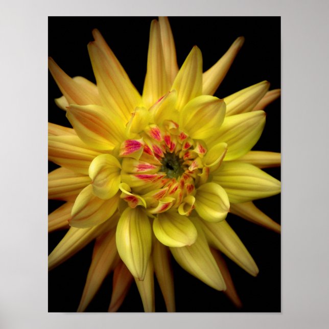 Poster Dahlia Corona Yellow (Frente)