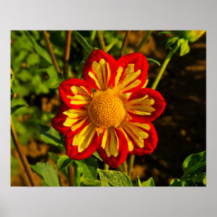Pôster Dahlia, dahlia fazenda, Canby, Oregon EUA 1