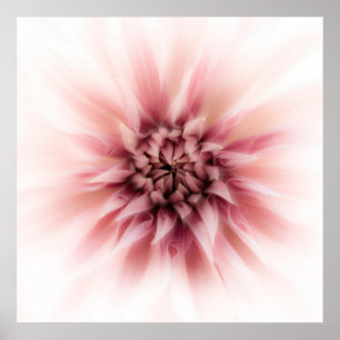 Poster Dahlia Dream