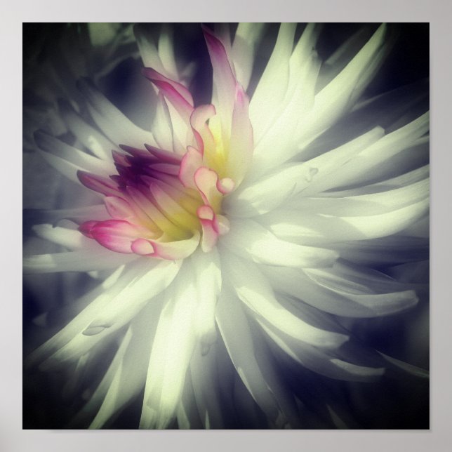 Poster Dahlia Flor Preto E Cor Parcial Branca (Frente)