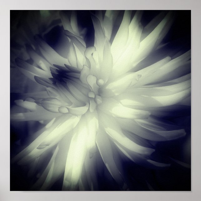 Poster Dahlia Flores, Preto E Branco, Alto Contraste (Frente)