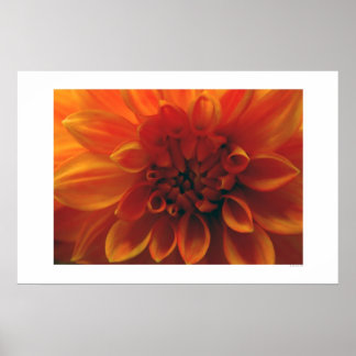 Poster Dahlia Flower