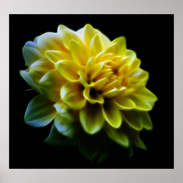 Pôster Dahlia flower and meaning (Frente)
