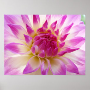 Poster Dahlia Flower art prints Pink White Summer Dahlias