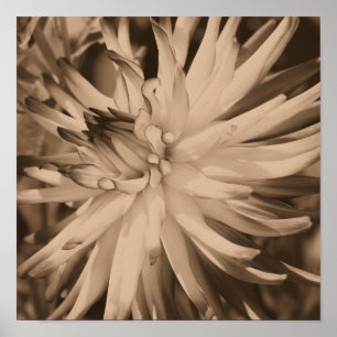 Poster Dahlia Flower Close Up In Vintage Sepia