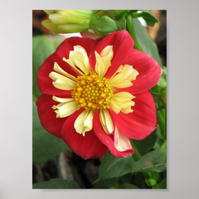 Poster Dahlia Goldalia Scarlet (Frente)