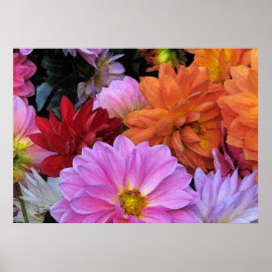 Pôster Dahlia Petals